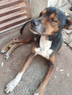 Homem é autuado e multado por maus-tratos em Nova Andradina