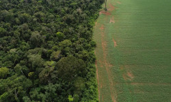 Estados e DF devem padronizar Autorização de Supressão de Vegetação