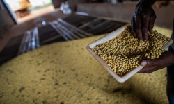 Mato Grosso do Sul fica fora do ranking que mostra maior PIB agrícola do país