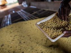Mato Grosso do Sul fica fora do ranking que mostra maior PIB agrícola do país