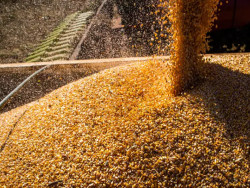 Valor da produção agrícola brasileira recua 3,9% em 2024, mostra IBGE