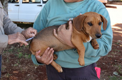 Dourados realiza drive-thru de vacinação de cães e gatos neste sábado