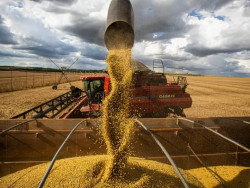 MS amplia área produtiva e produtividade e chega a 27,79 milhões de toneladas de grãos