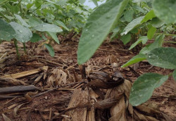 Veja o panorama para a safra de soja 2025/2026 em Mato Grosso do Sul