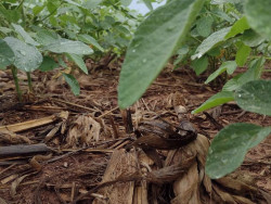 Veja o panorama para a safra de soja 2025/2026 em Mato Grosso do Sul
