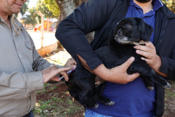 Mobilização continua e vacinação antirrábica acontece em vários bairros
