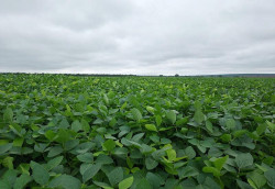 MS recebe a Abertura Nacional do Plantio da Safra de Soja 2025/2026 em 3 de outubro