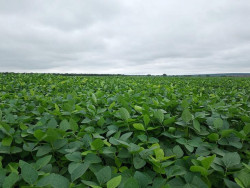 MS recebe a Abertura Nacional do Plantio da Safra de Soja 2025/2026 em 3 de outubro