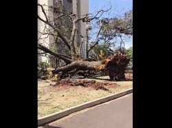 Vento derruba árvore de grande porte na região central de Dourados