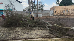 Prefeitura realiza atendimentos por queda de árvores em início de primavera chuvosa