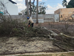 Prefeitura realiza atendimentos por queda de árvores em início de primavera chuvosa