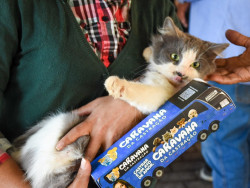 Prefeitura e estado realizam Caravana da Castração para 1.500 cães e gatos