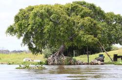 Imasul reforça monitoramento hidrológico e apresenta a situação dos rios em 2025