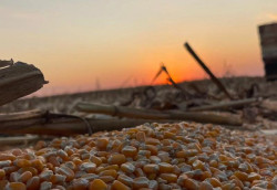 Soja e milho puxam crescimento do campo e elevam produção em MS