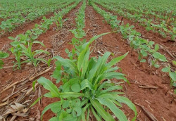 Eliminar plantas de milho tiguera é fundamental para proteger a cultura da soja