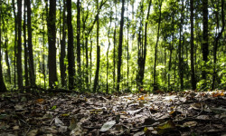 Produção florestal do país cresce 16,7% e chega a R$ 44,3 bi em 2024