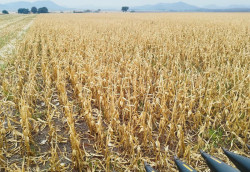 Colheita do milho chega a 99,6% da área em MS e produtores iniciam plantio da soja