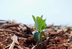 Custo de produção da soja sobe 1,9% em MS para safra 2025/2026