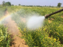 MPMS investiga falhas no controle de agrotóxicos em empresa de Itaporã