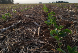 Sidrolândia sedia a abertura nacional do plantio da safra de soja 2025/2026