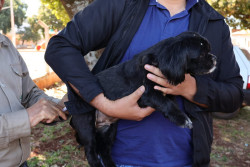 Prefeitura já vacinou 13 mil pets e programação nos bairros continua em outubro