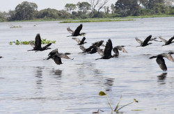 Com exemplo de MS na preservação do Pantanal, União sanciona estatuto para o bioma