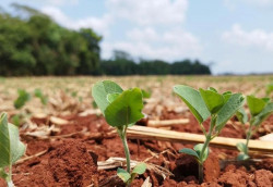 Abertura Nacional do Plantio de Soja projeta Sidrolândia como polo agrícola