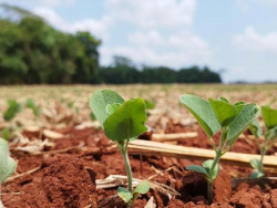 Abertura Nacional do Plantio de Soja projeta Sidrolândia como polo agrícola