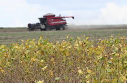 Plantio da maior safra de soja de MS tem expectativa de colher 15 milhões de toneladas