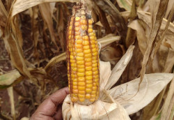 Deodápolis e Naviraí são incluídas em portaria para renegociação de dívidas