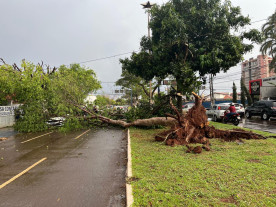 Árvore cai na área central durante temporal com vento de 51 km por hora