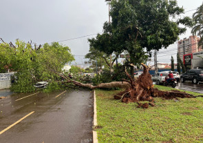 Árvore cai na área central durante temporal com vento de 51 km por hora