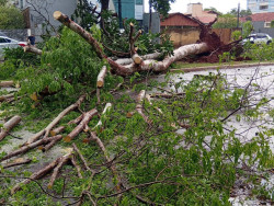 Árvore cai na área central durante temporal com vento de 51 km por hora