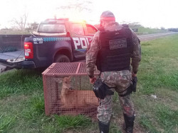 PMA resgata cervo atropelado em rodovia e o encaminha para atendimento