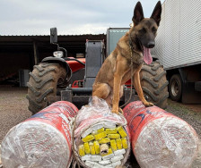 Com apoio de cães farejadores, polícia encontra droga em transportadora