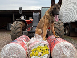 Com apoio de cães farejadores, polícia encontra droga em transportadora