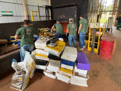 Polícia incinera 11,5 toneladas de drogas na fronteira com o Paraguai