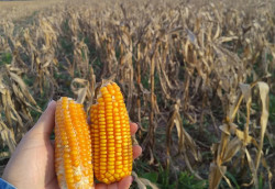 Estiagem reduz produtividade da soja e do milho em MS, aponta estudo