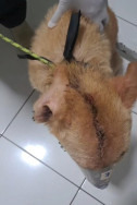 Cachorro fica gravemente ferido ao ser agredido com golpes de enxada em Dourados