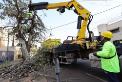 Prefeitura avança na retirada de árvores condenadas e inicia replantio em novembro