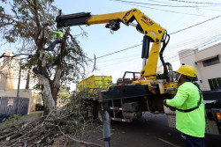 Prefeitura faz chamamento público para destinar lenha de supressões de árvores