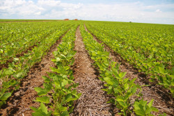 Plantio de soja chega a 14% no Brasil com PR acelerado; MT também avança