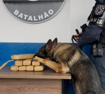 Cão farejador da PM encontra maconha em carro adquirido em leilão em Dourados