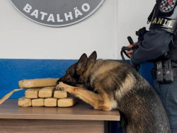 Cão farejador da PM encontra maconha em carro adquirido em leilão em Dourados