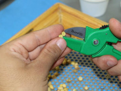 Cartilha da Aprosoja/MS ajuda produtores a evitar perdas na venda da soja