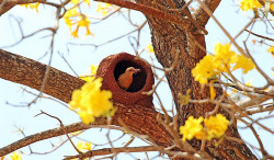 Sábado de sol, calor e tempo seco em todo Estado
