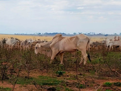 Inquérito investiga maus-tratos a bois que estão morrendo de fome em fazenda de MS
