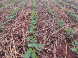 Soja: Pelo menos 16% da área foi plantada em Mato Grosso do Sul