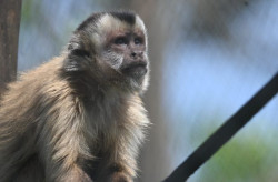 Após meses de reabilitação, Imasul solta 7 macacos-prego no Pantanal