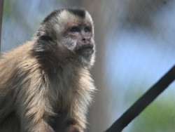 Após meses de reabilitação, Imasul solta 7 macacos-prego no Pantanal
